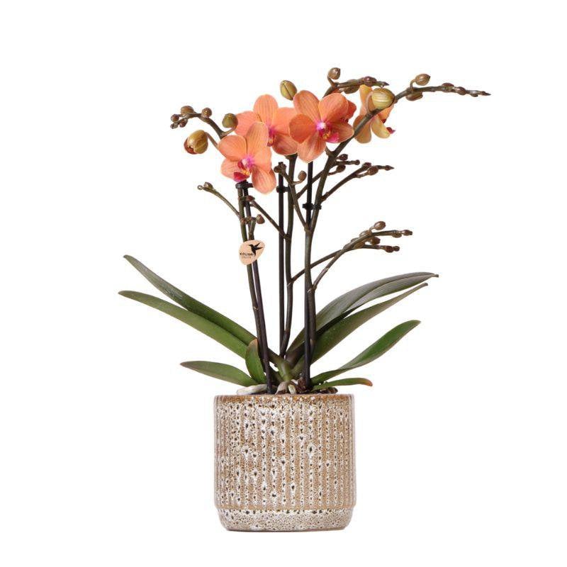 Oranje Phalaenopsis orchidee Bolzano met Jaguar sierpot, 35 cm, potmaat Ø 9 cm