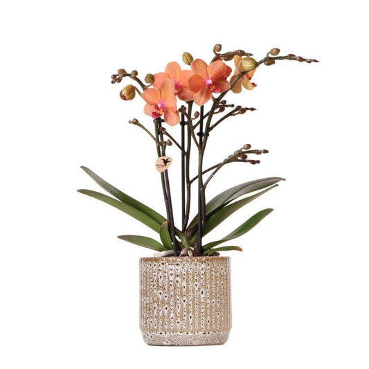 Oranje Phalaenopsis orchidee Bolzano met Jaguar sierpot, 35 cm, potmaat Ø 9 cm