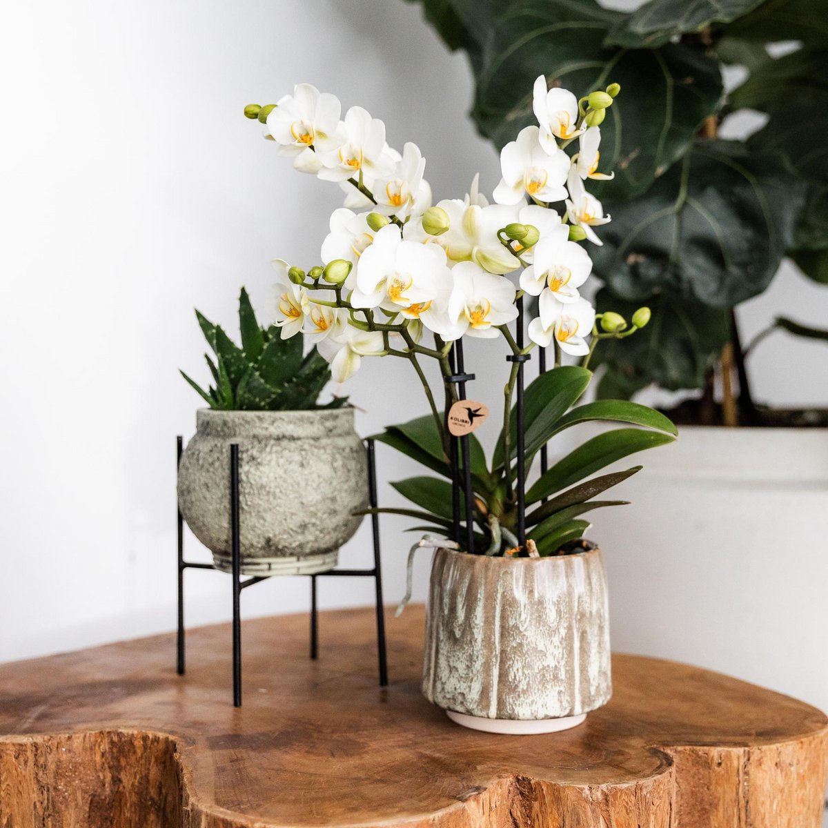 Metalen plantenstandaard, zwart, Ø 14 cm, 18,5 cm hoog