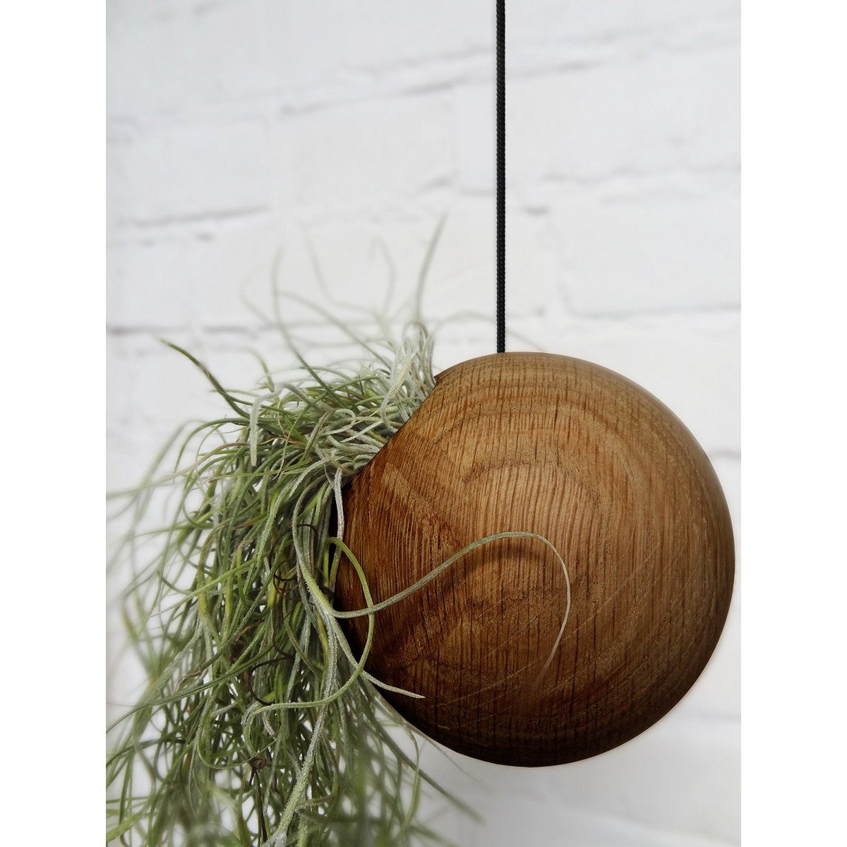 Hangende plantenhouder, inclusief luchtplant, Ø 10 cm