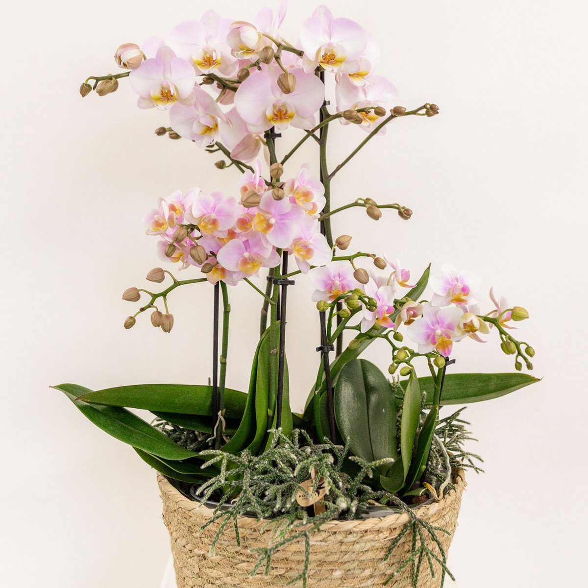 Inlay met waterreservoir voor orchideeënschaal Ø 25 cm, Field Bouquet