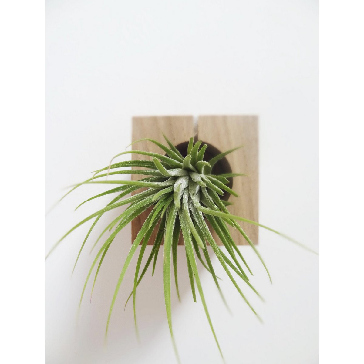 Hangende luchtplantenhouder, inclusief luchtplant, 6 × 6 × 6 cm
