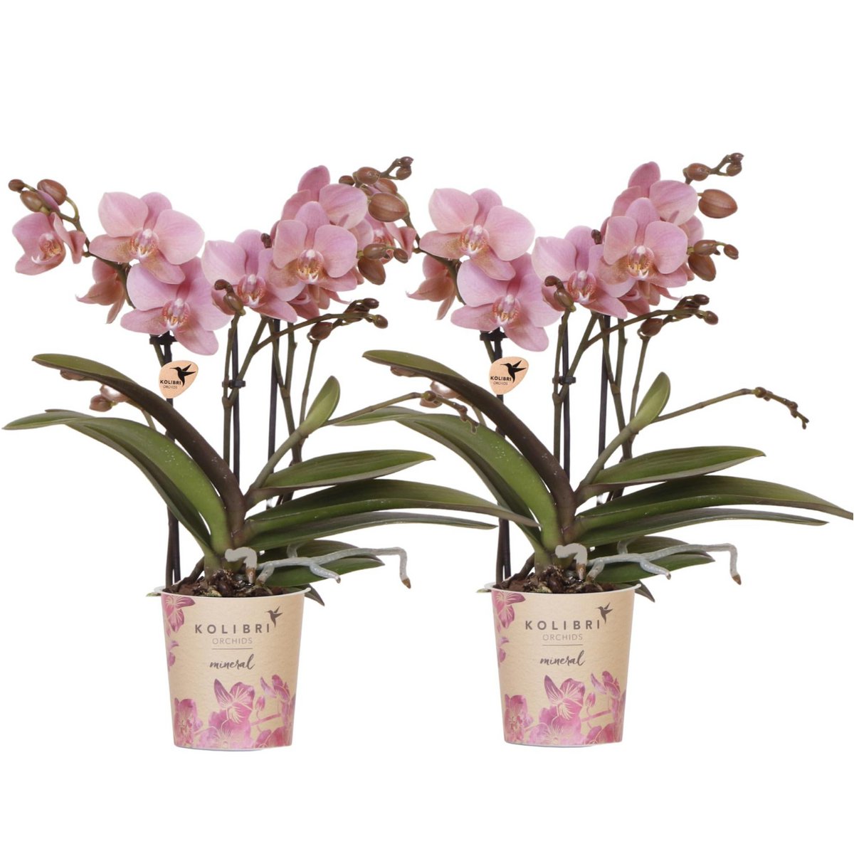 Oudroze Phalaenopsis orchideeën Treviso, combi deal 2 stuks, 45 cm, potmaat Ø 9 cm