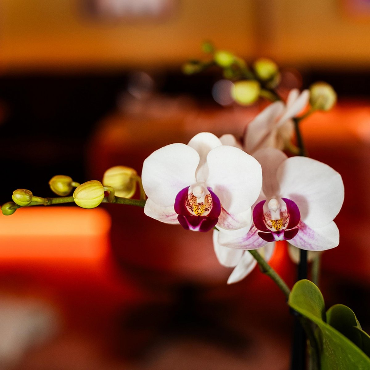 Witte Phalaenopsis orchidee Gibraltar, 45 cm, potmaat Ø 9 cm
