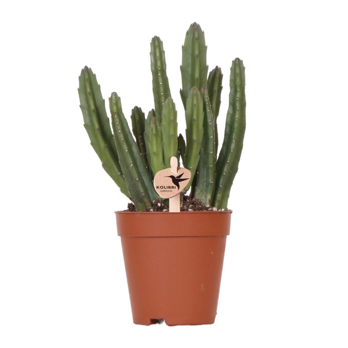 Stapelia, groene succulent, potmaat Ø 9 cm