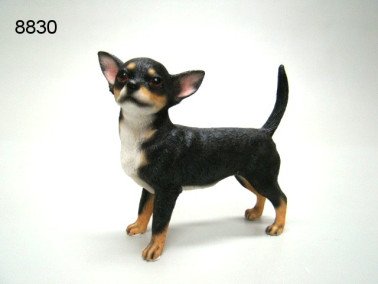 Chihuahua, 11 cm
