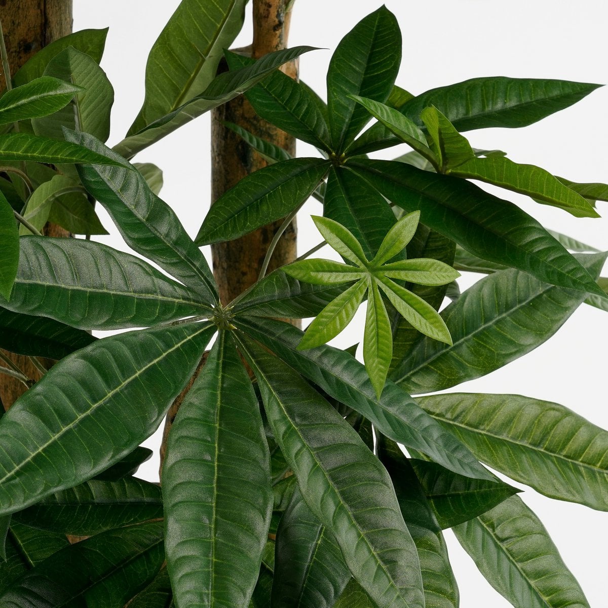Pachira kunstplant, 175 cm