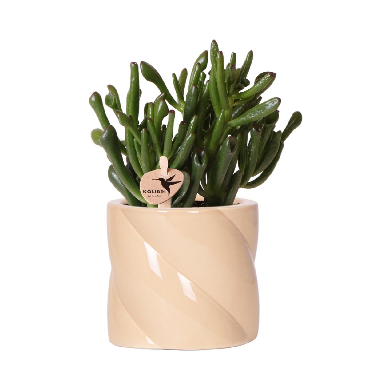 Crassula Hobbit met Candy sierpot peach, 18 cm