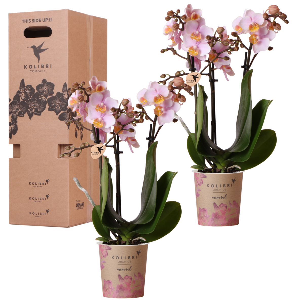 Surprise Box met 2 Phalaenopsis orchideeën in dezelfde kleur, potmaat Ø 9 cm