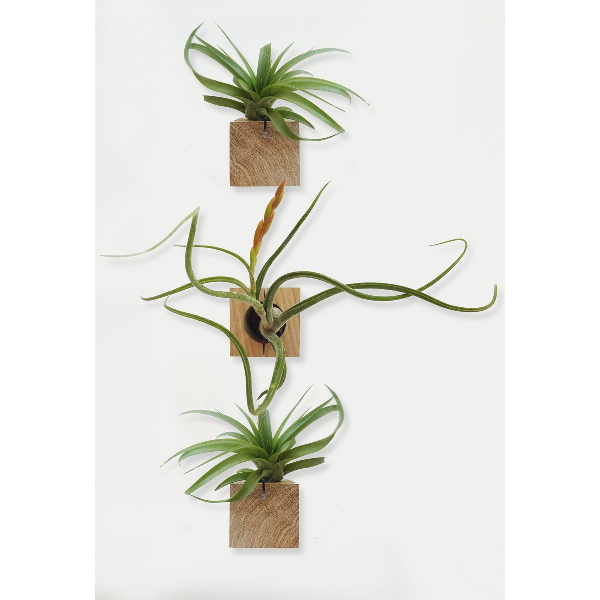 Hangende luchtplantenhouders, inclusief 3 luchtplanten, 6 × 6 × 6 cm
