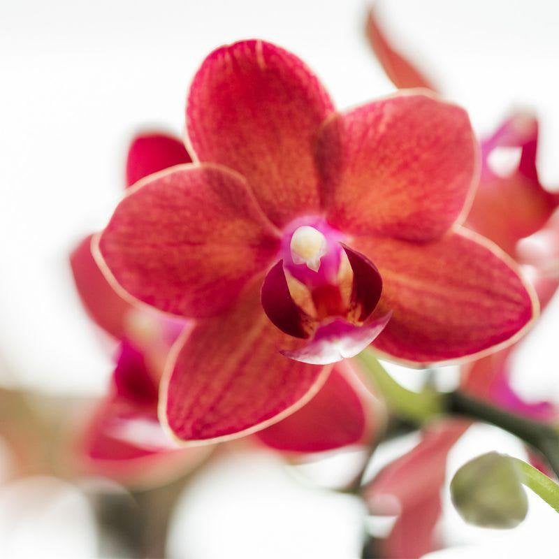 Rode Phalaenopsis orchidee Congo met Gummy sierpot, 35 cm, potmaat Ø 9 cm