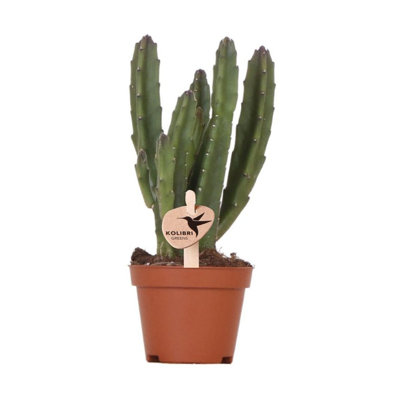 Stapelia, groene succulent, potmaat Ø 6 cm