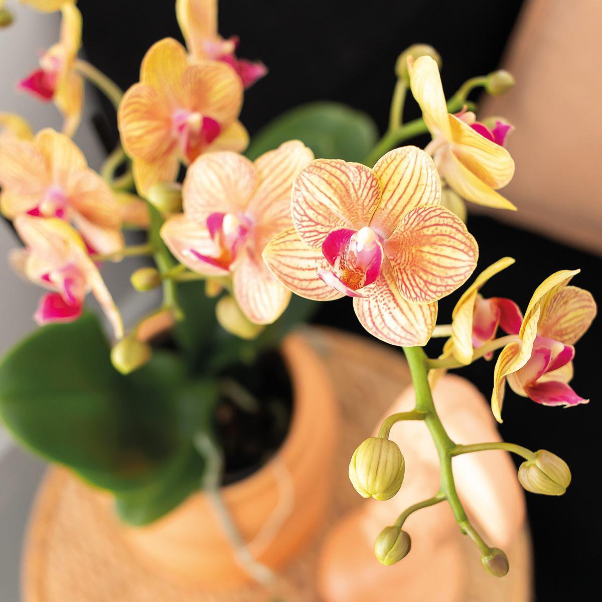 Phalaenopsis orchidee met groene plant en Optimism peach sierpotten, set, 35 cm