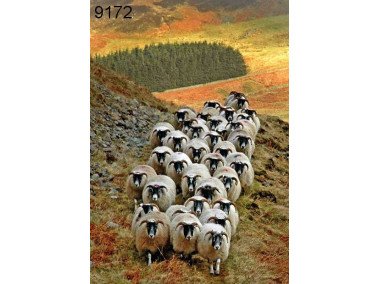 Blackface sheep, wenskaart, 14 x 20 cm