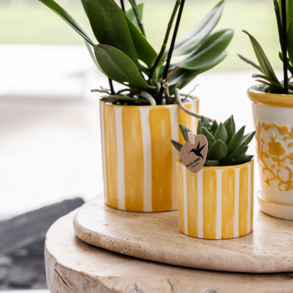 Mediterranean Sunset gift set, witte Phalaenopsis orchidee en succulenten