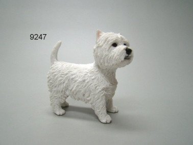 West Highland White Terrier, 10,5 cm