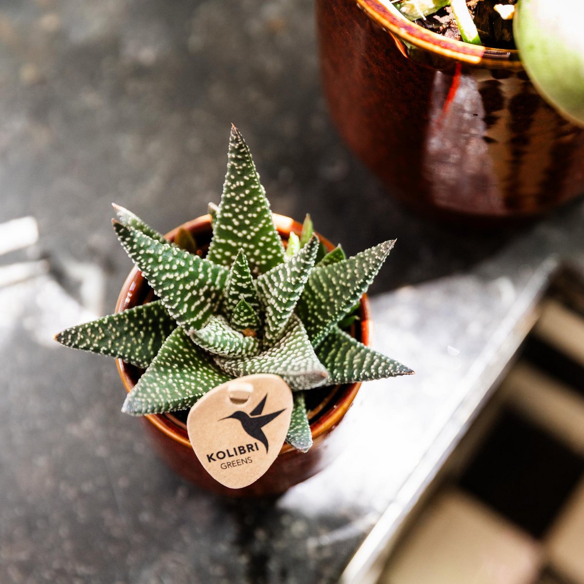 Haworthia Royal Highness, groene kamerplant, potmaat Ø 6 cm