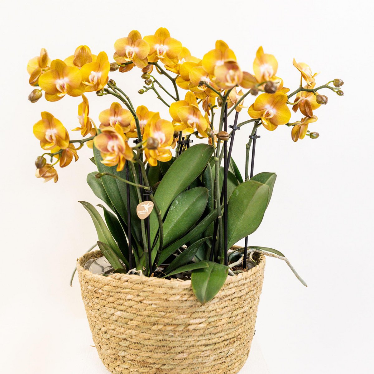 Inlay met waterreservoir voor orchideeënschaal Ø 25 cm, Field Bouquet