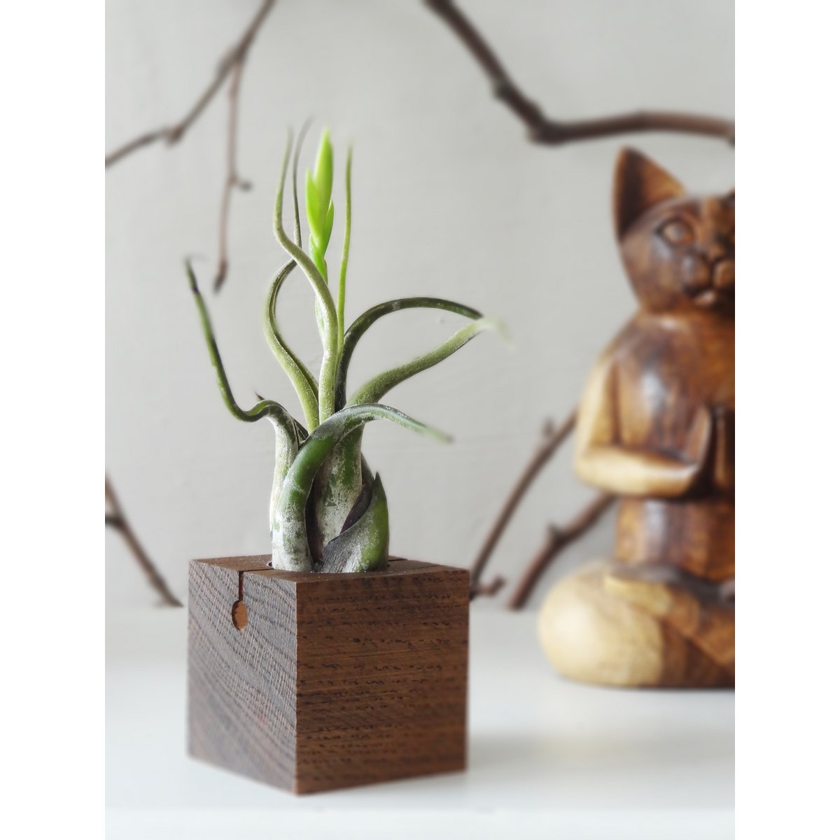 Hangende luchtplantenhouder, inclusief luchtplant, 6 × 6 × 6 cm