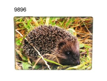 Egel magneet