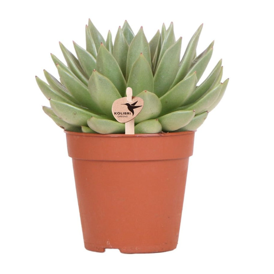 Echeveria Miranda, groene succulent, potmaat Ø 12 cm