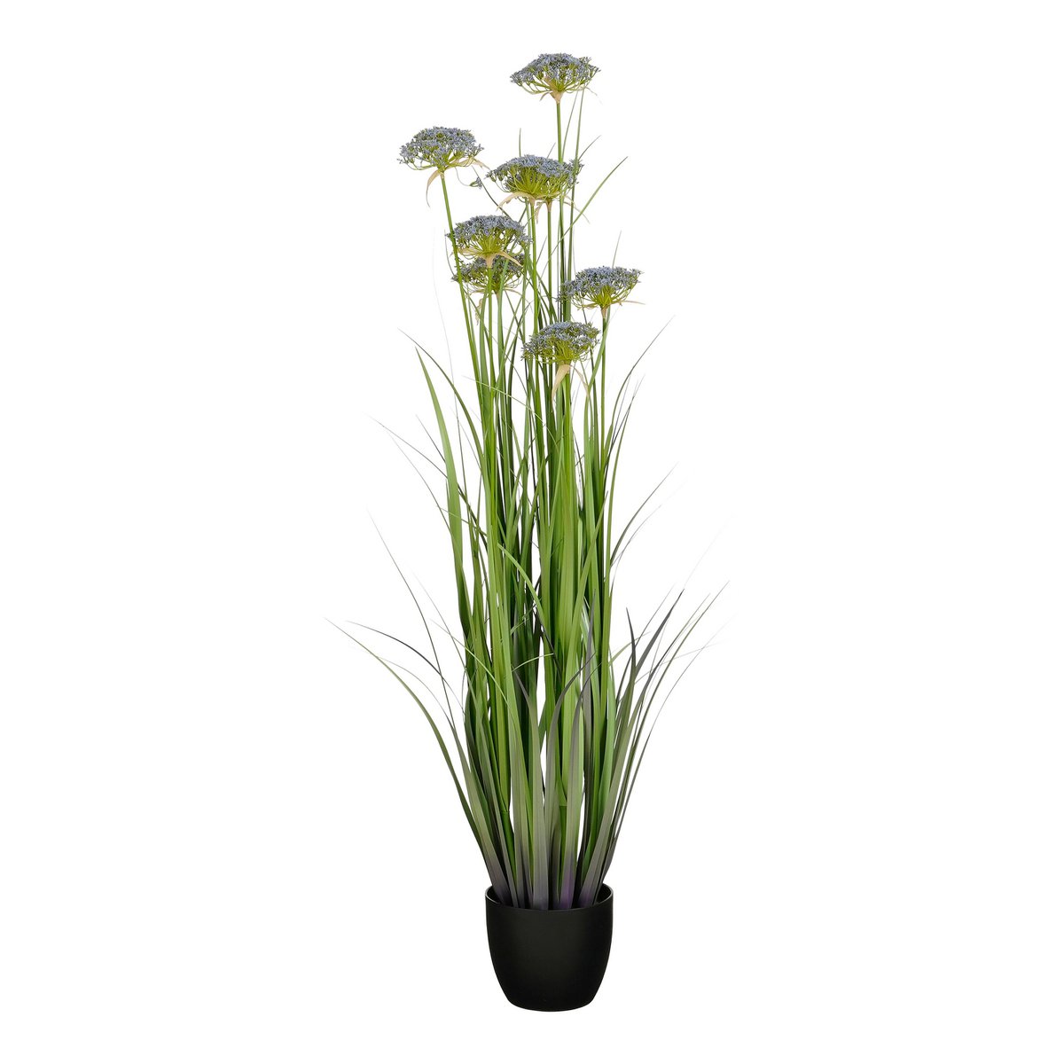 Engelwortel in groen en paars, met pot, 150 cm