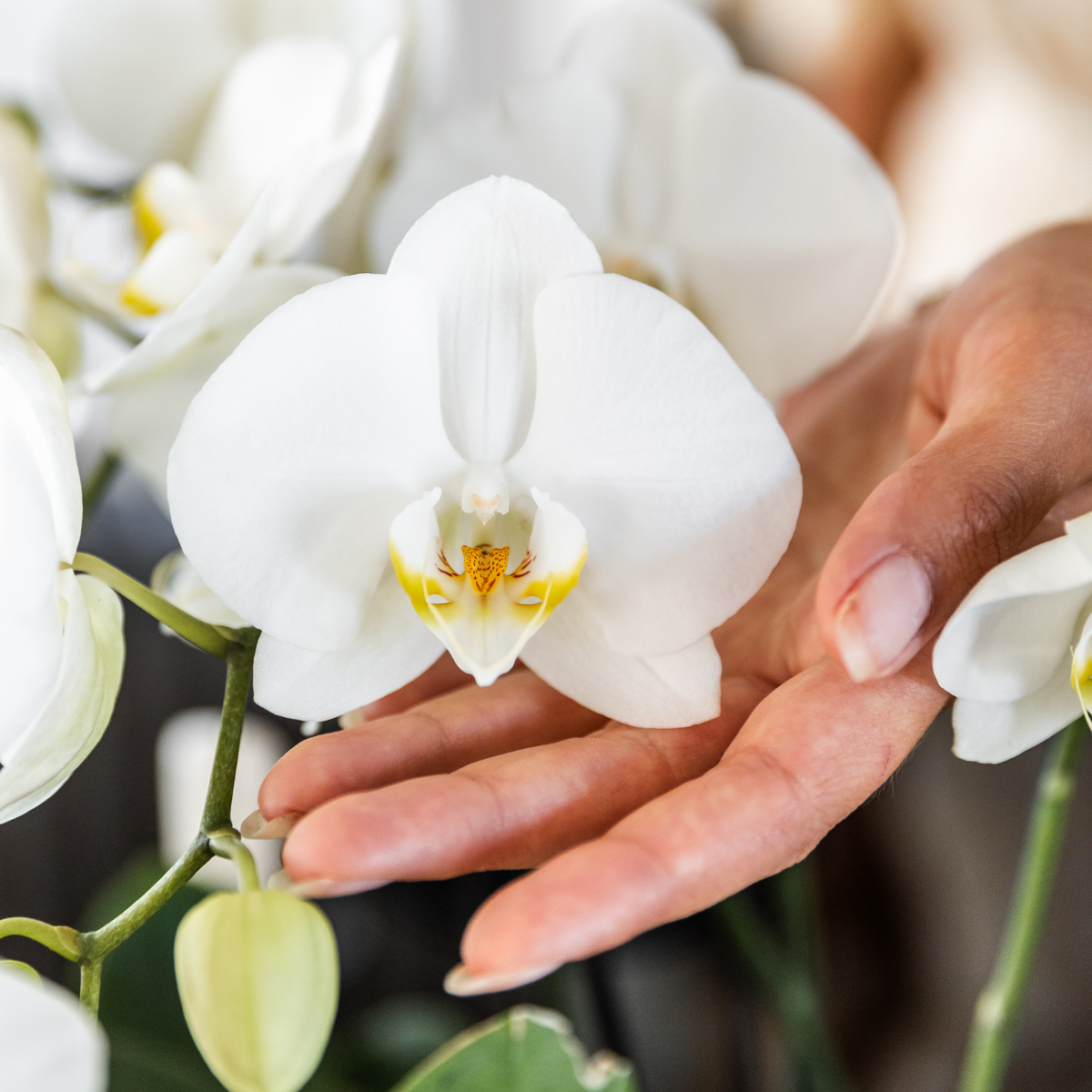 Witte Phalaenopsis orchideeën, combi deal 2 stuks, 45 cm, potmaat Ø 12 cm
