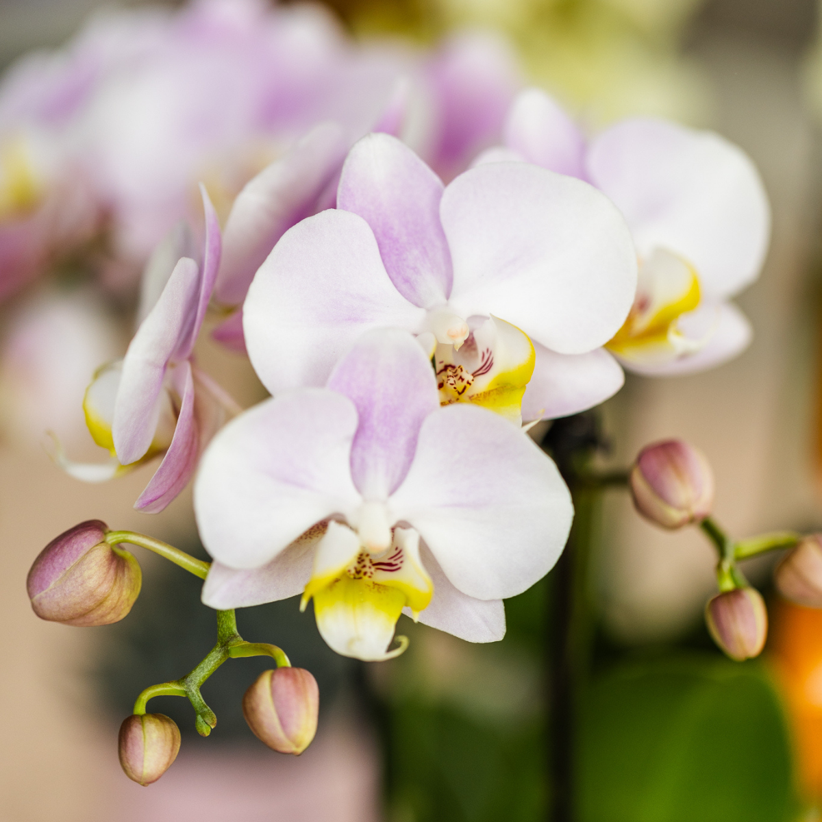 Roze Phalaenopsis orchidee Portugal, 35 cm, potmaat Ø 9 cm