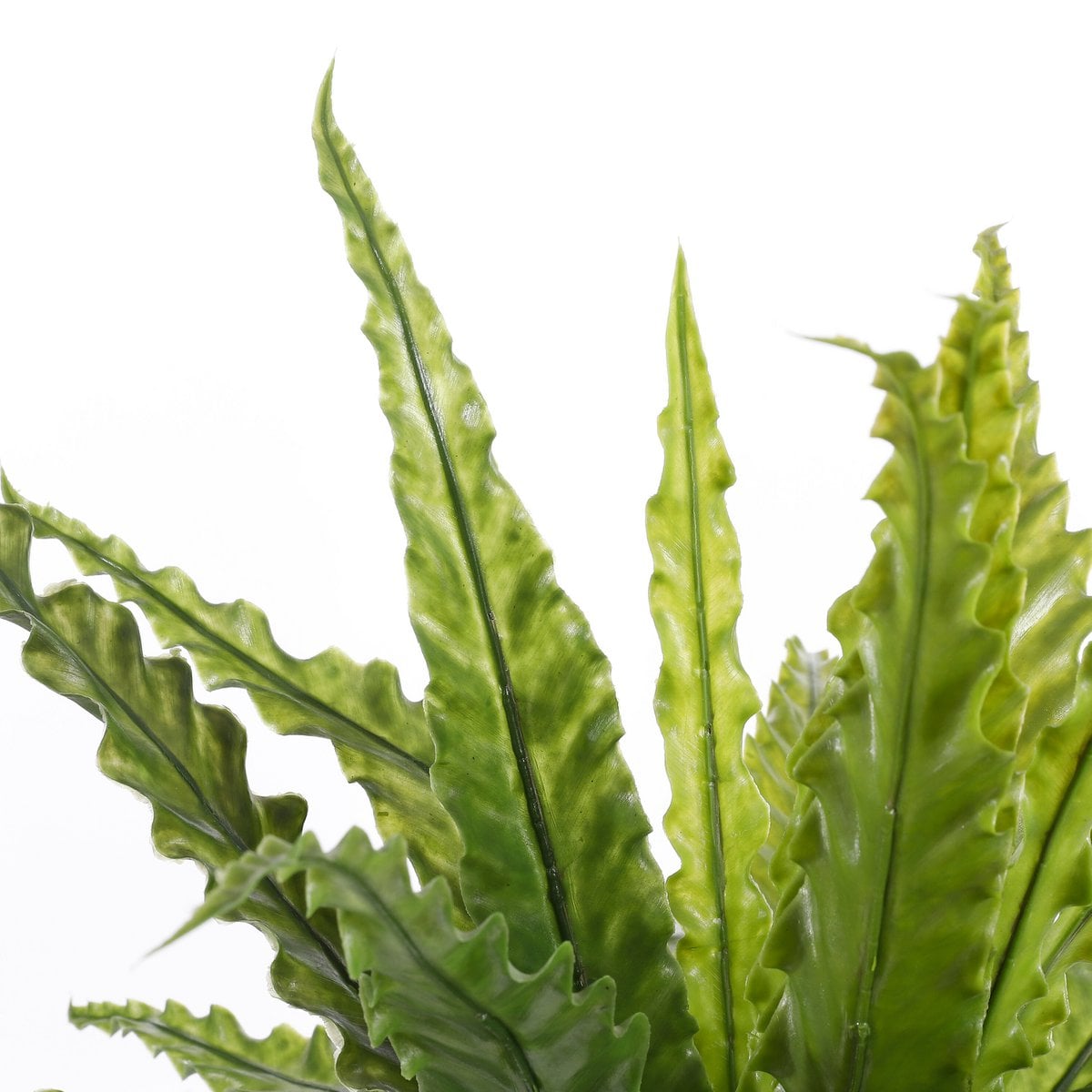 Asplenium kunstplant, 50 cm