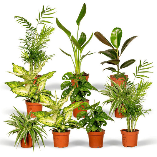 Kamerplanten verrassingsbox, 10 stuks, Ø 12 cm, hoogte tot 35 cm