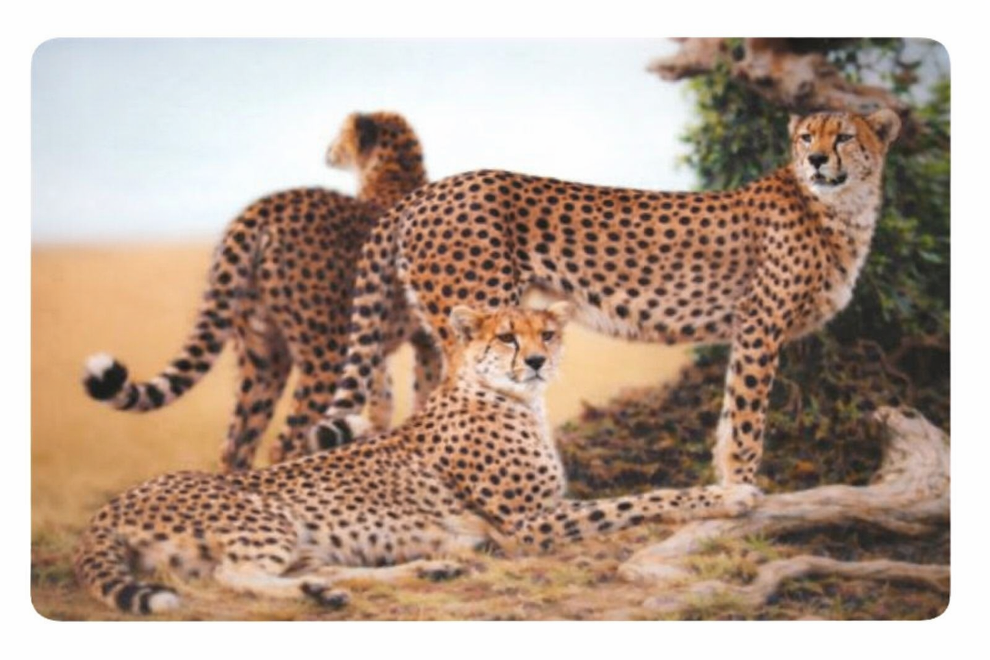 3D placemat cheetah, 39,5 x 29,5 cm