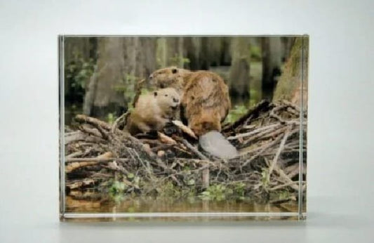 Bever glasblokje