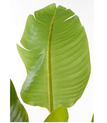 Bananenboom kunstplant, Ø 70 × 120 cm