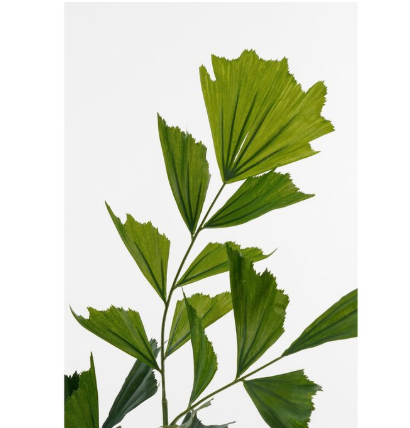 Vissenstaartpalm kunstplant, Ø 100 × 150 cm