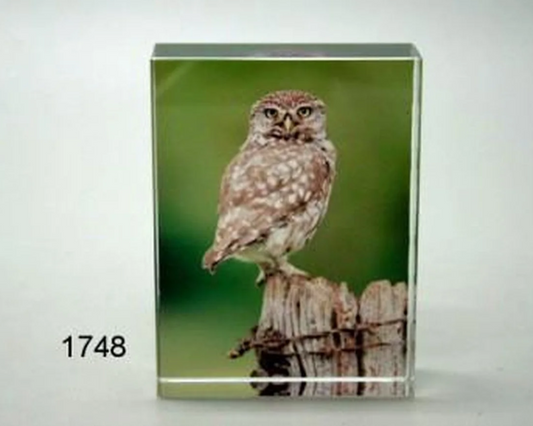 Steenuil glasblokje