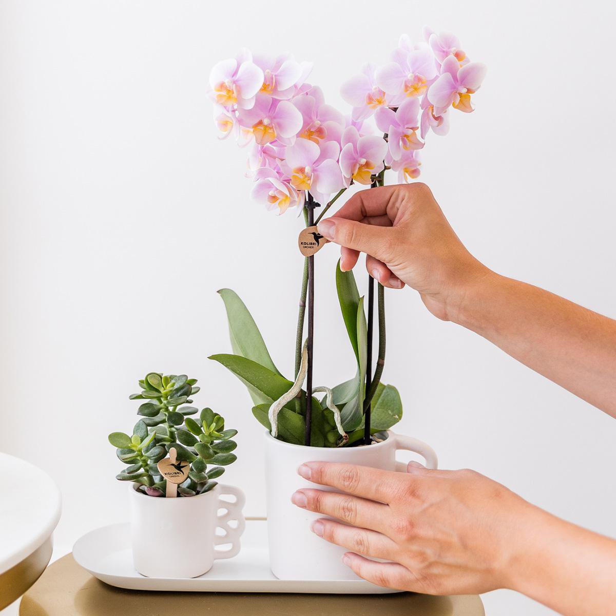 Phalaenopsis orchideeën surprise box, 4 stuks, eenkleurig, potmaat Ø 9 cm