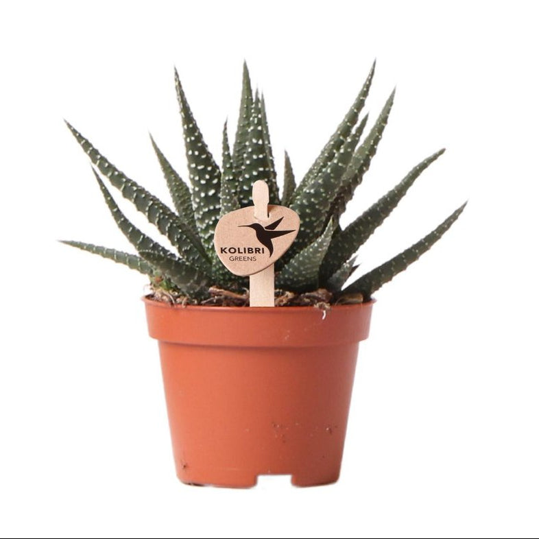 Haworthia Royal Highness, groene kamerplant, potmaat Ø 6 cm