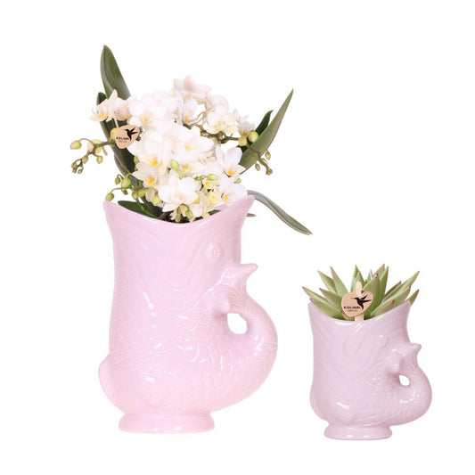Witte Nazaré orchidee met vetplant in roze Fish potten, set, Ø 9 en 6 cm