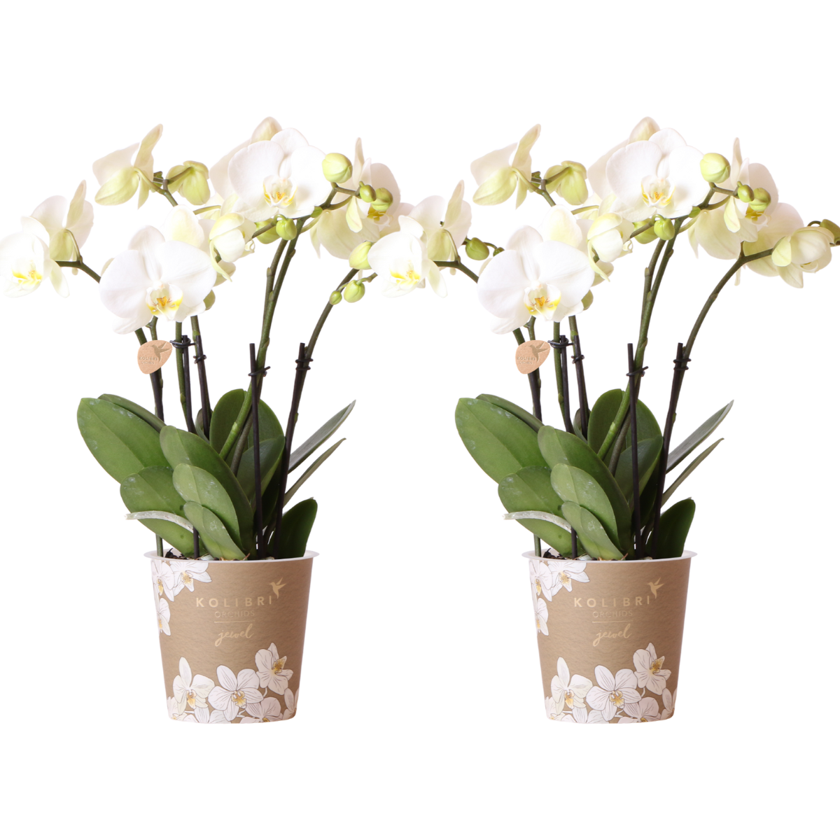 Witte Phalaenopsis orchideeën, combi deal 2 stuks, 45 cm, potmaat Ø 12 cm