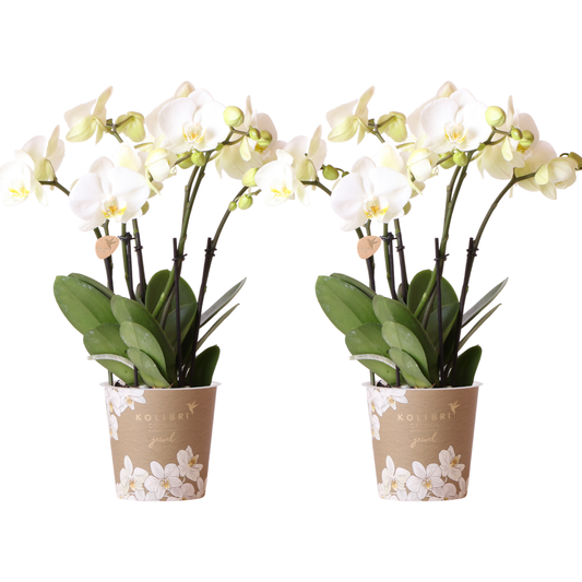 Witte Phalaenopsis orchideeën, combi deal 2 stuks, 45 cm, potmaat Ø 12 cm