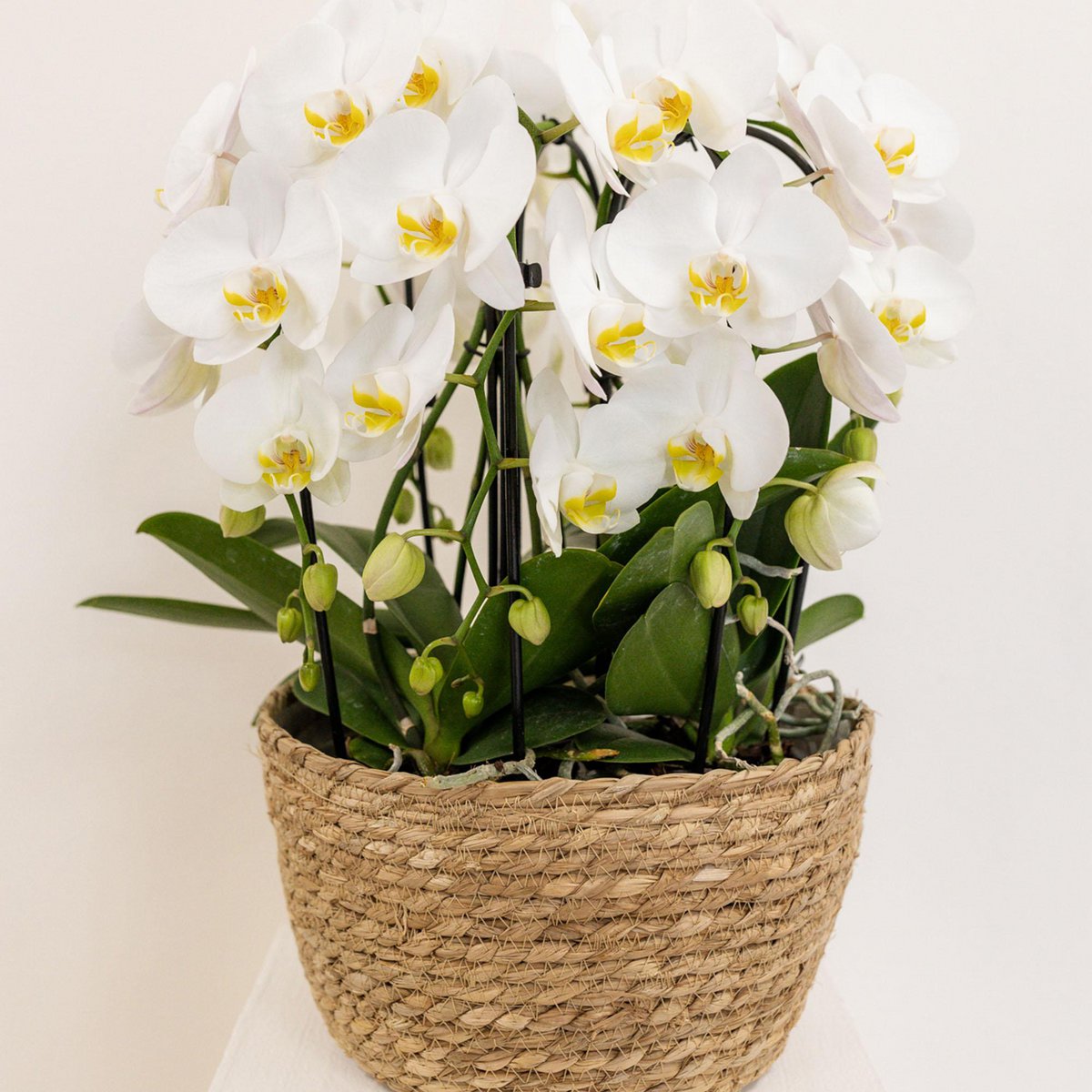 Inlay met waterreservoir voor orchideeënschaal Ø 25 cm, Field Bouquet