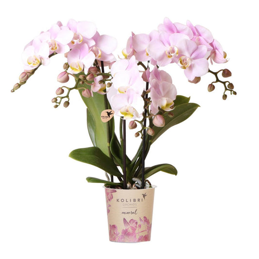 Roze Phalaenopsis orchidee Portugal, 35 cm, potmaat Ø 9 cm