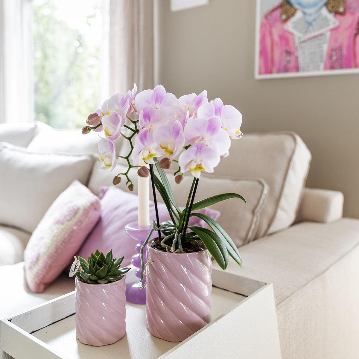 Roze Phalaenopsis orchidee Portugal, 35 cm, potmaat Ø 9 cm