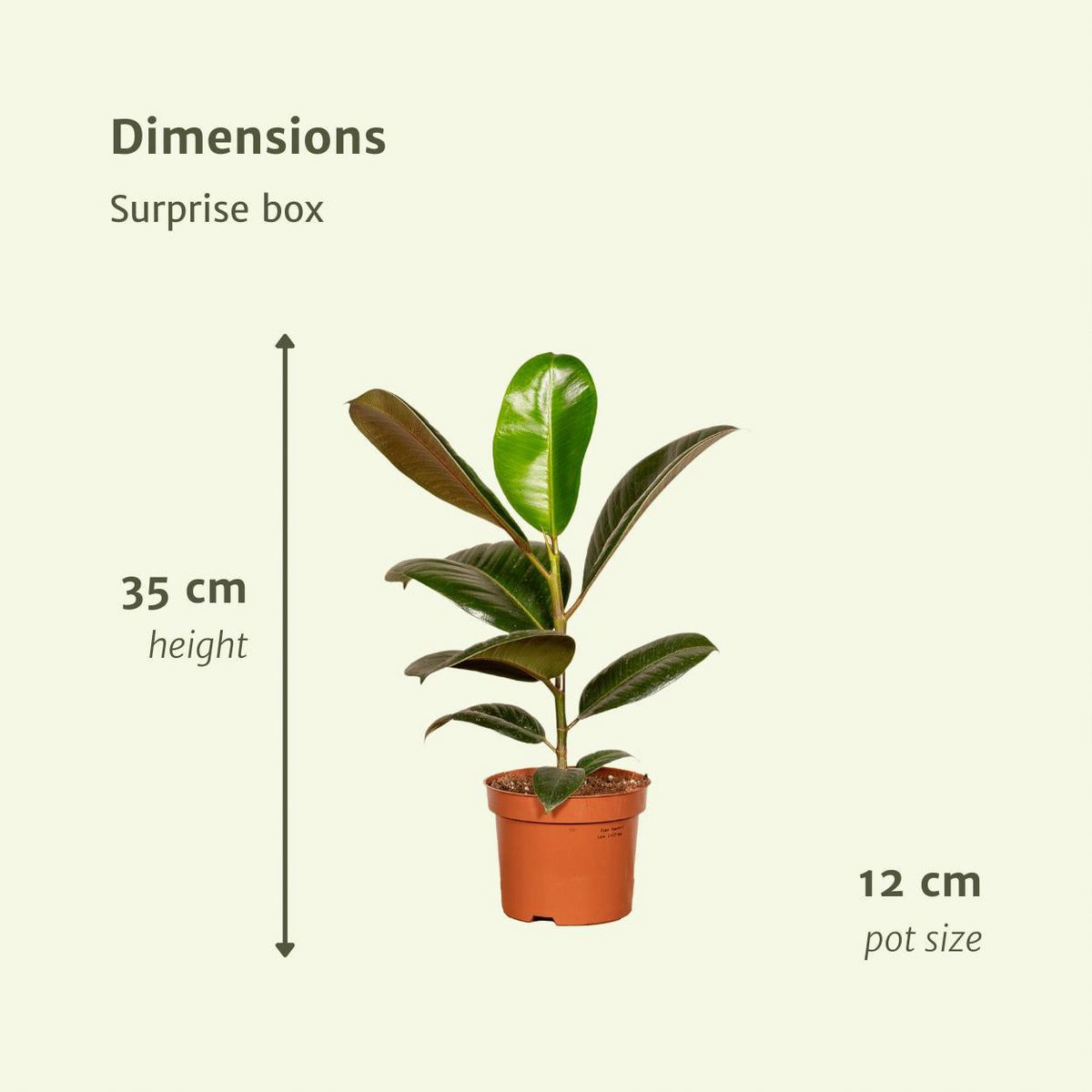 Kamerplanten verrassingsbox, 10 stuks, Ø 12 cm, hoogte tot 35 cm