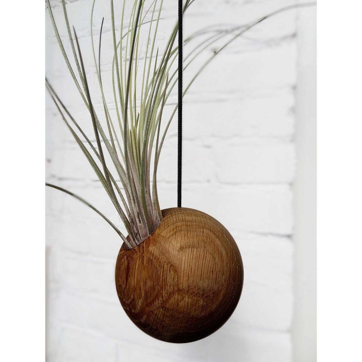 Hangende plantenhouder, inclusief luchtplant, Ø 10 cm