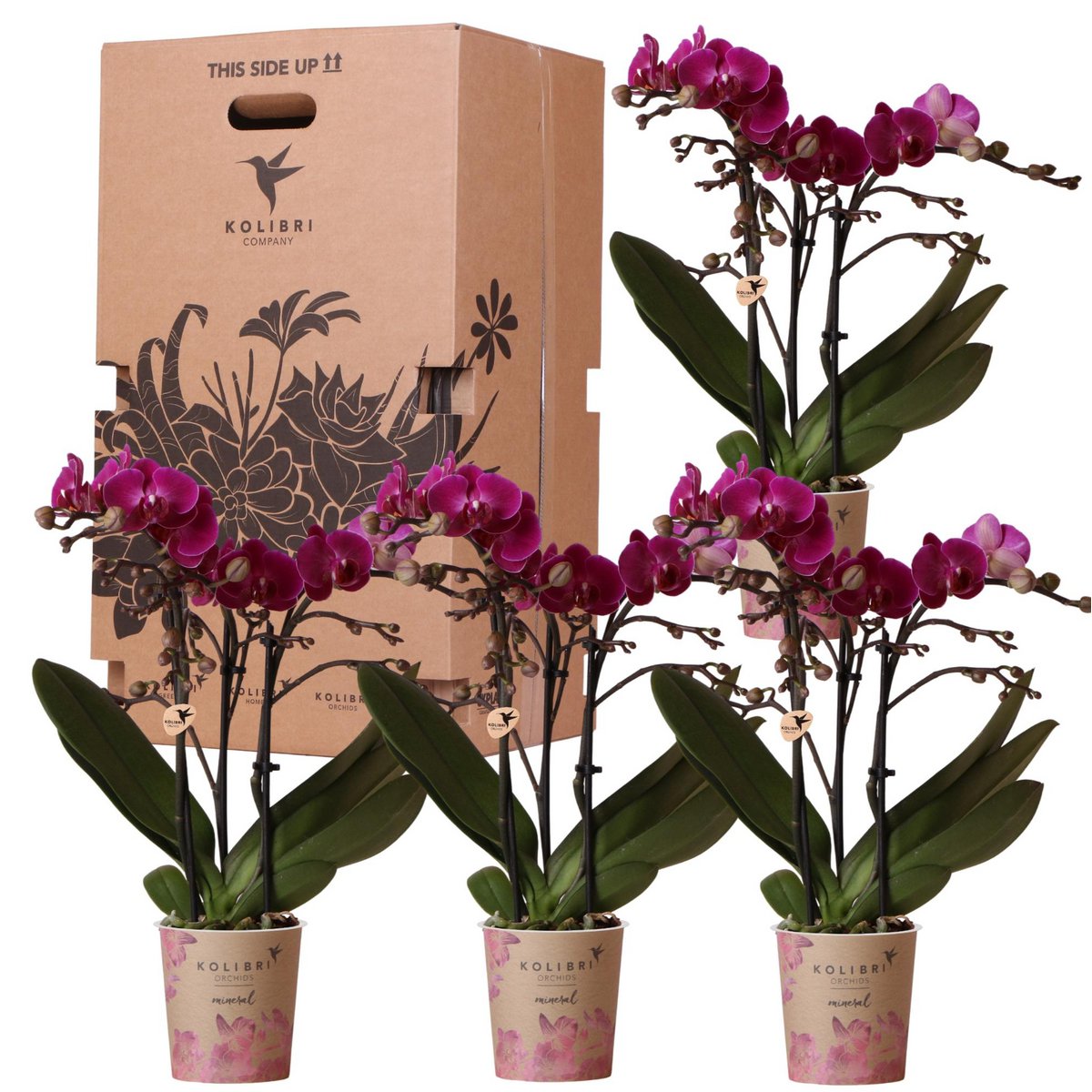 Phalaenopsis orchideeën surprise box, 4 stuks, eenkleurig, potmaat Ø 9 cm