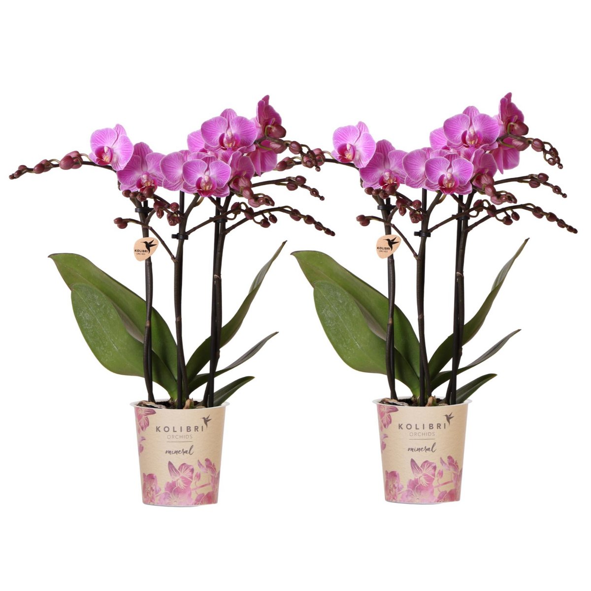Paarse Phalaenopsis orchideeën, combi deal 2 stuks, 45 cm, potmaat Ø 9 cm