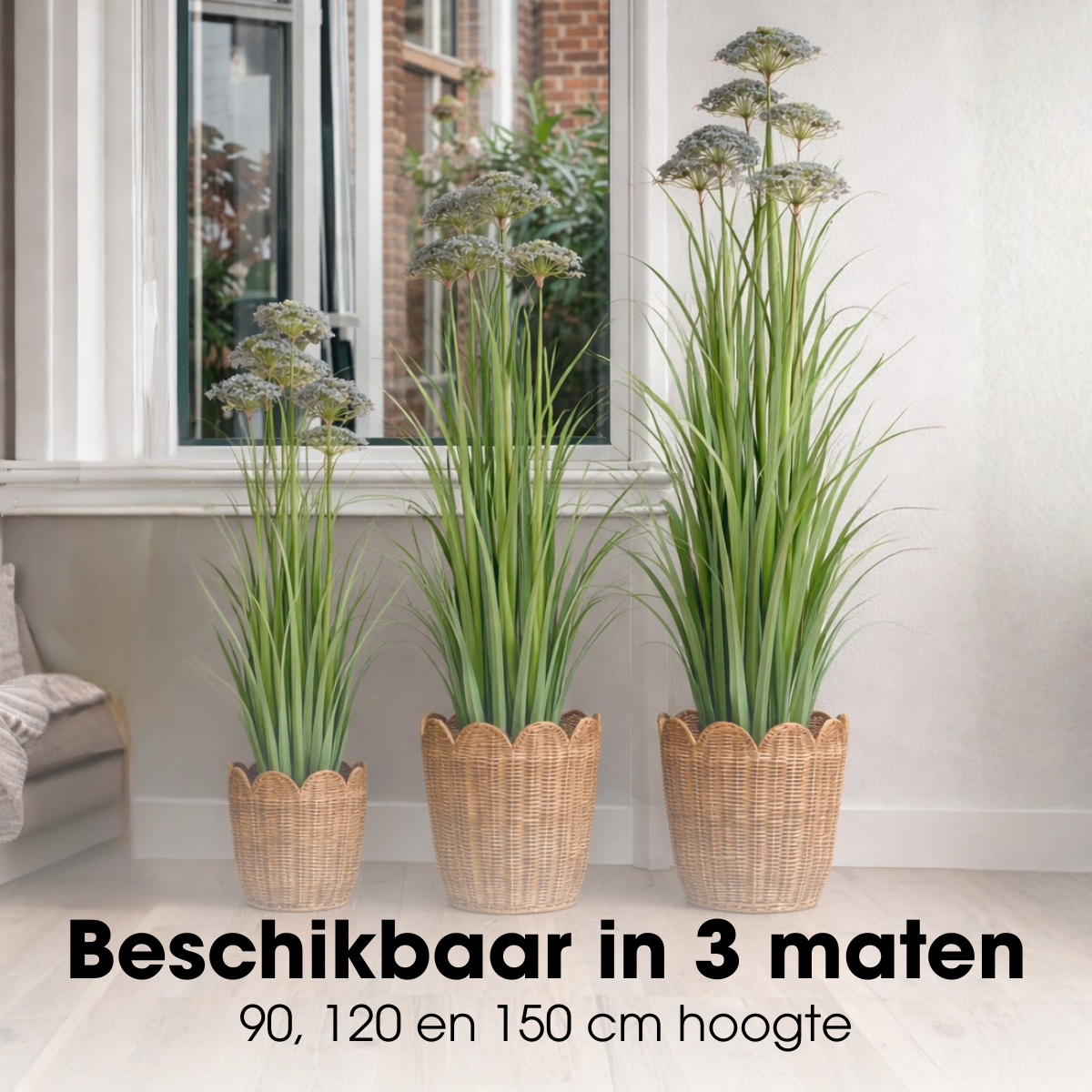 Engelwortel in groen en paars, met pot, 150 cm
