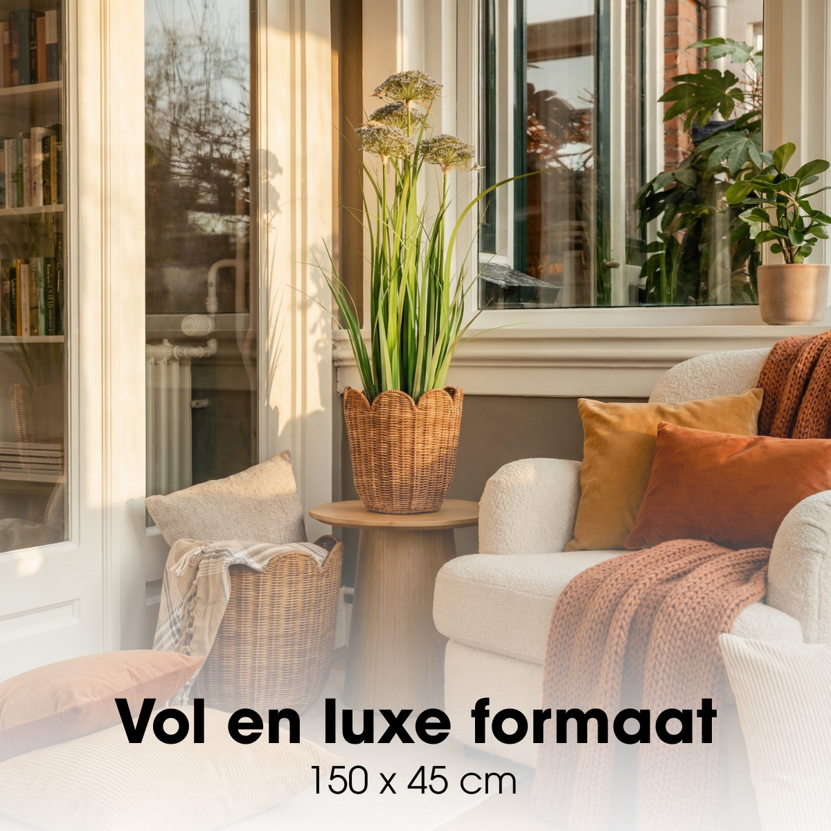 Engelwortel in groen en paars, met pot, 150 cm
