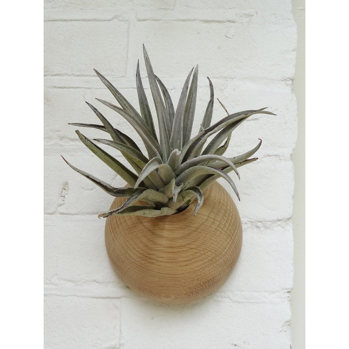 Hangende plantenhouder, inclusief luchtplant, Ø 12 cm